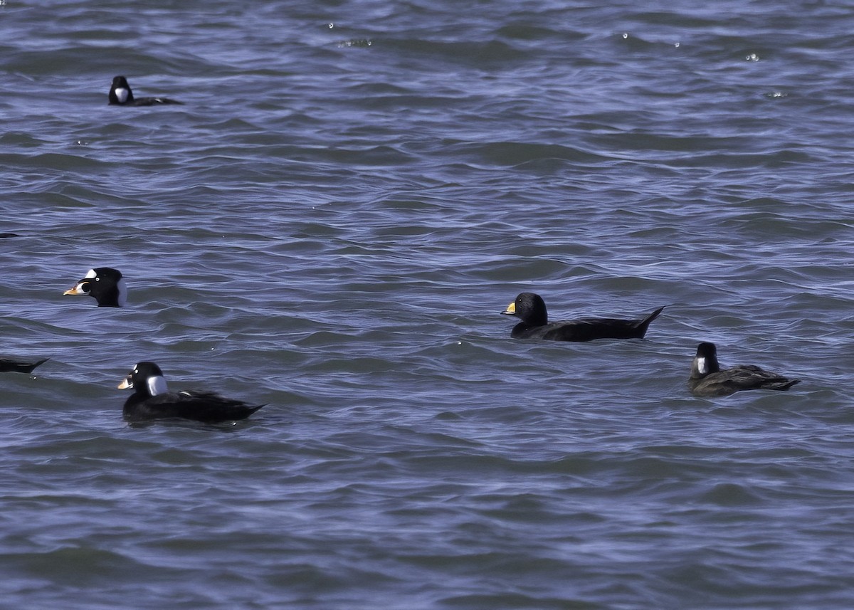 amerikasvartand - ML646716463