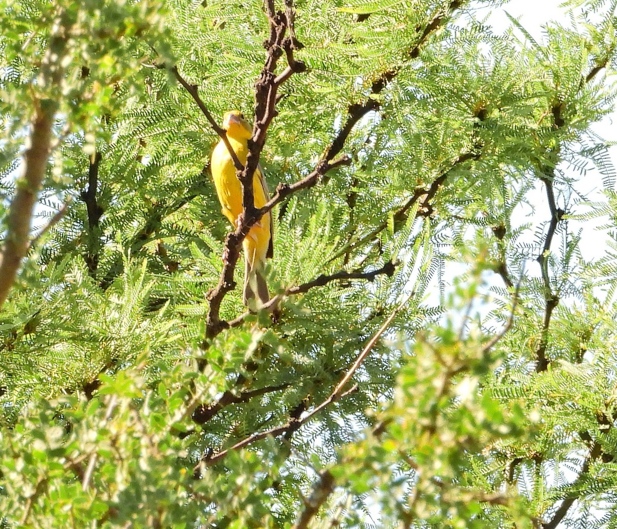 キンノジコ - ML646716464