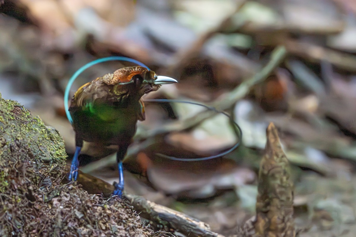 Magnificent Bird-of-Paradise - ML646716465