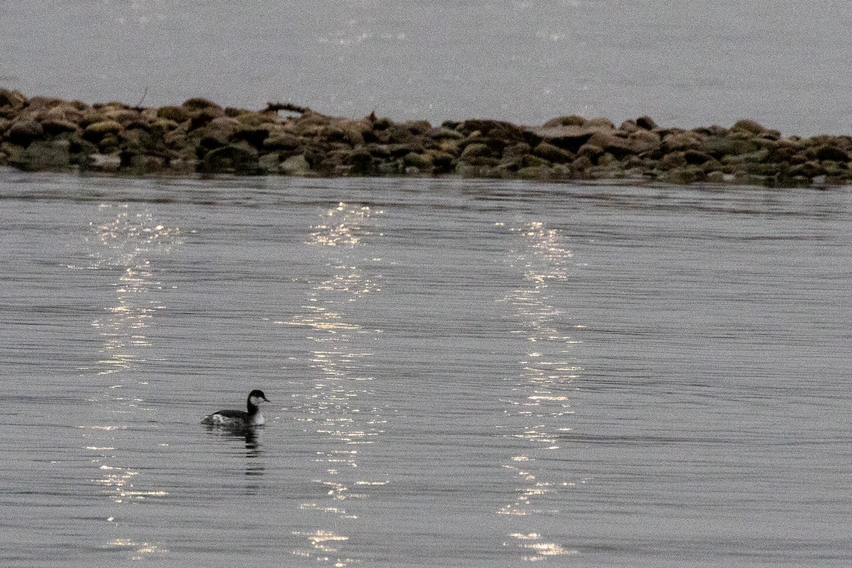 Красношейная поганка - ML646716468