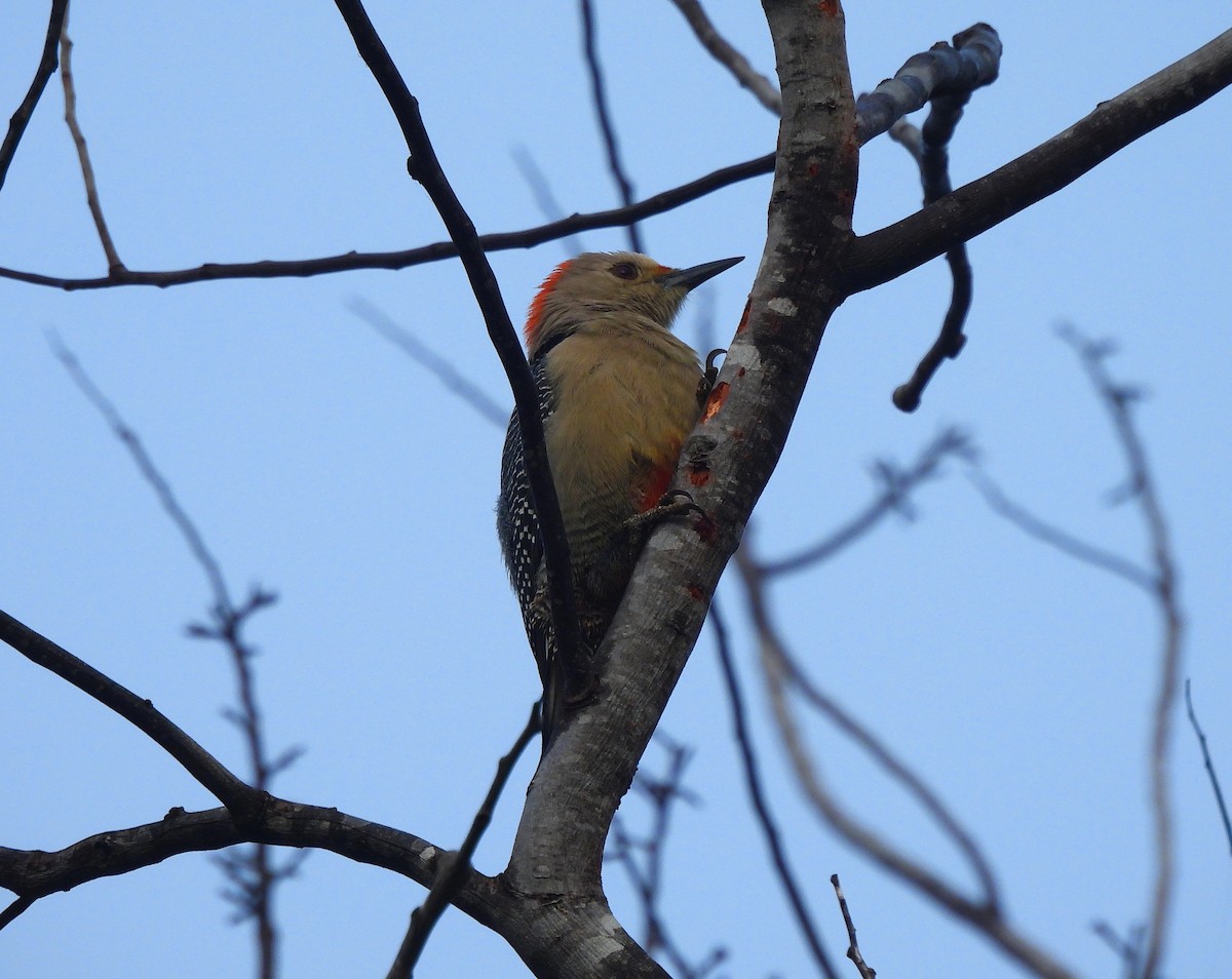 Golden-fronted Woodpecker - ML646716469