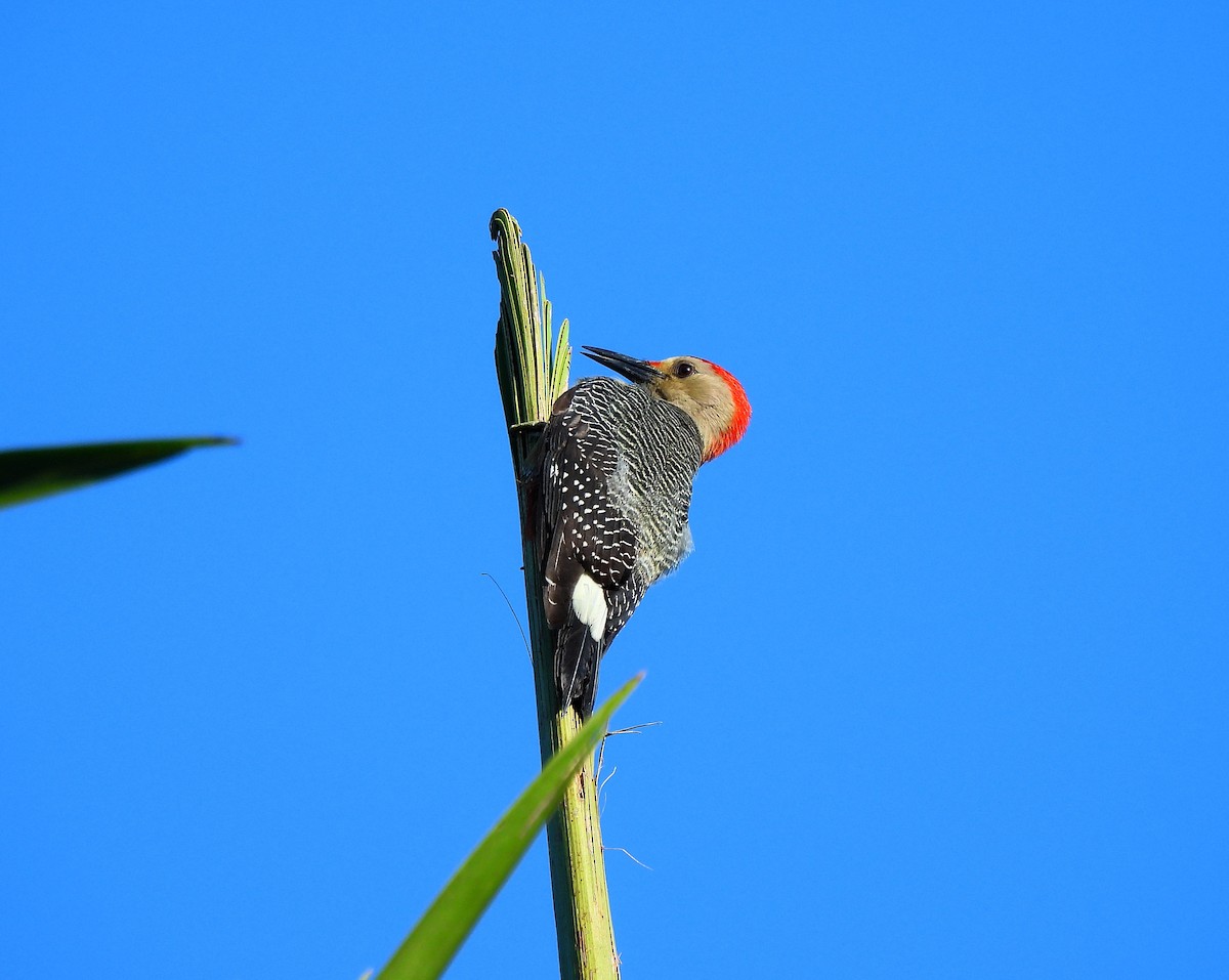 Golden-fronted Woodpecker - ML646716470