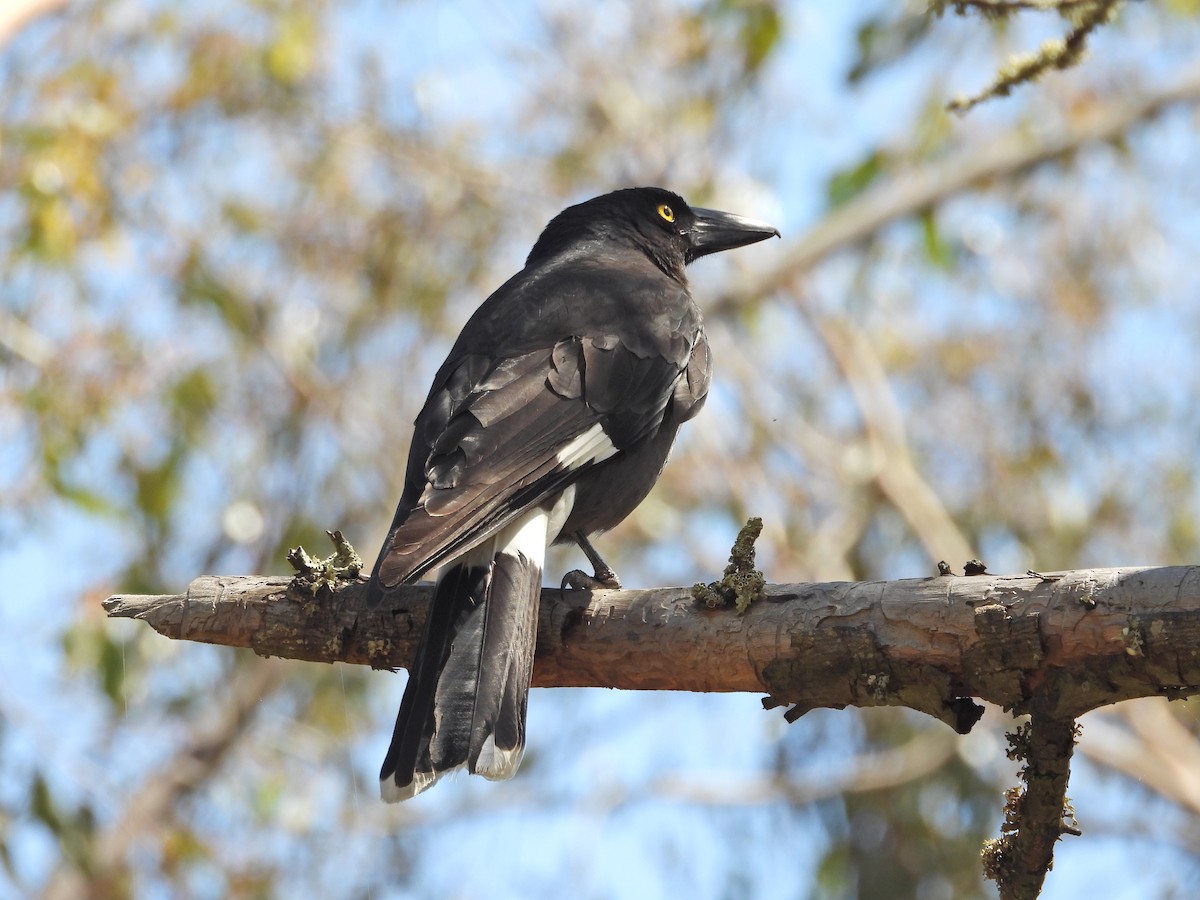 Verdugo Pío - ML646716473
