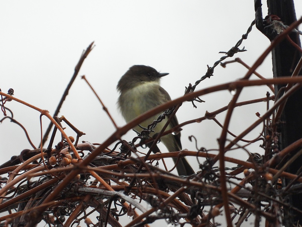 פיבי מזרחית - ML646716474