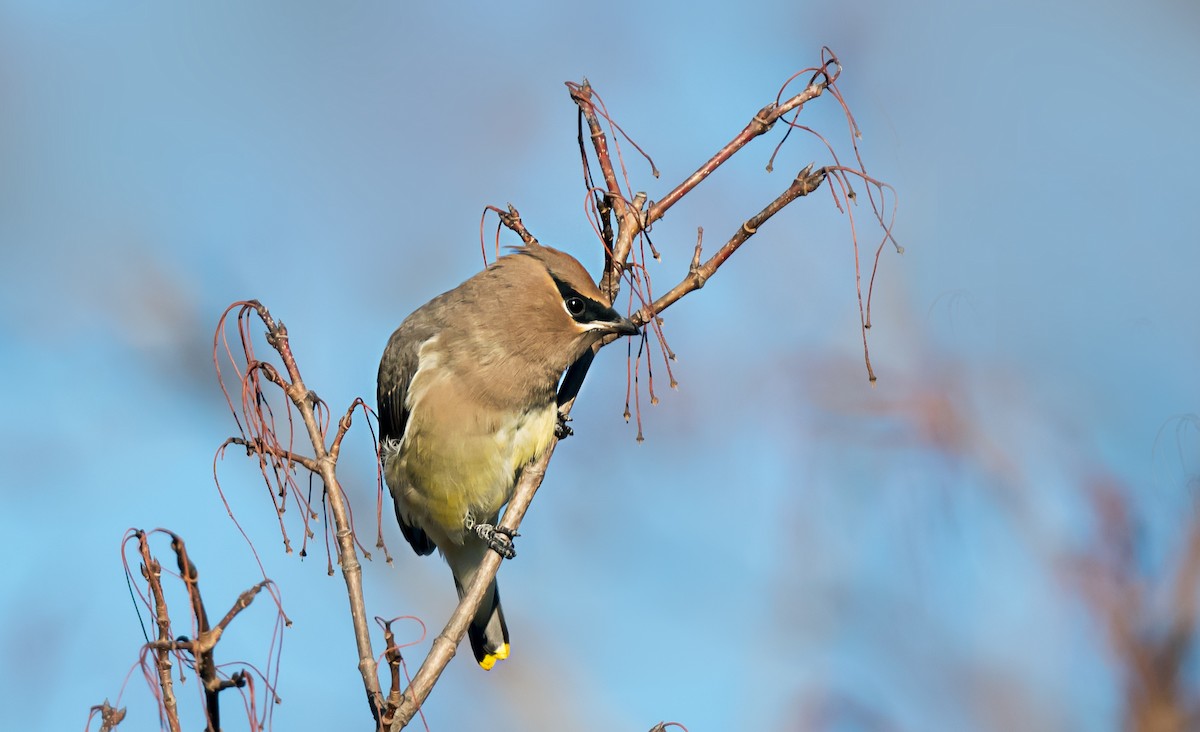 ヒメレンジャク - ML646716475