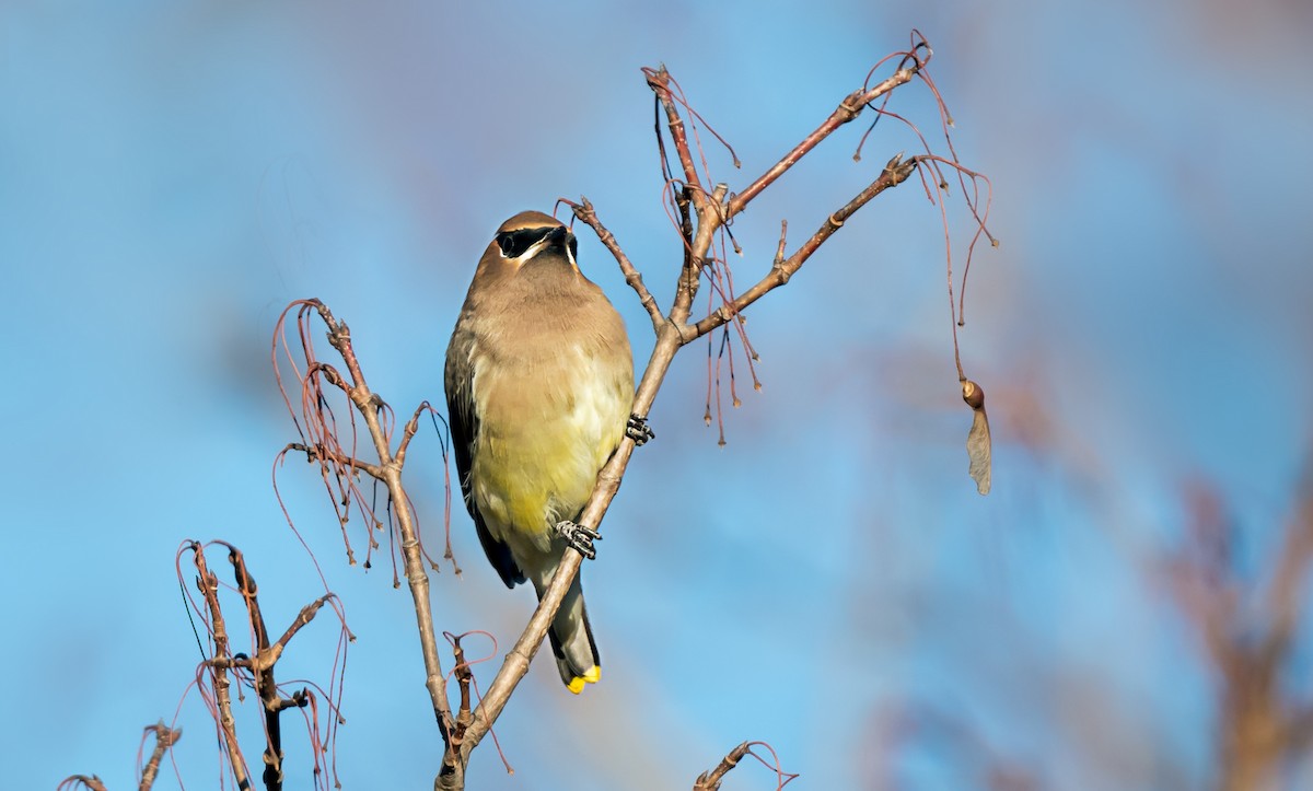 ヒメレンジャク - ML646716476