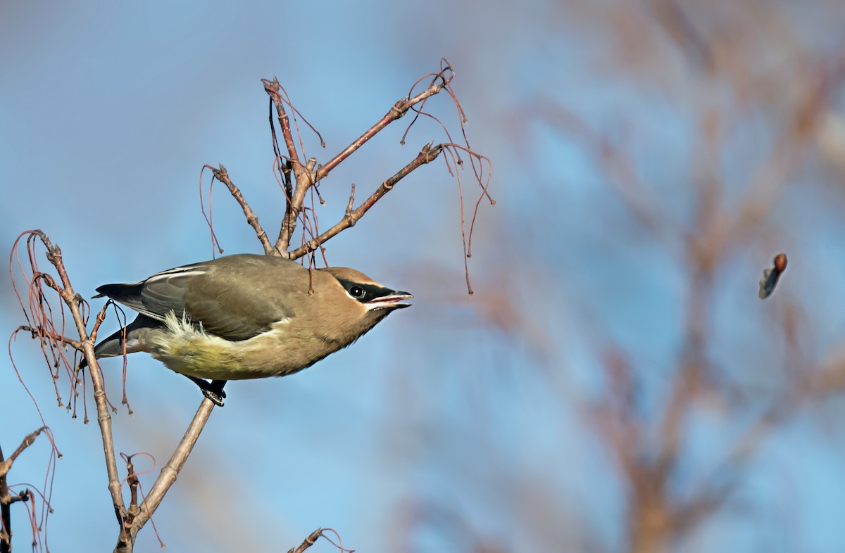 ヒメレンジャク - ML646716477