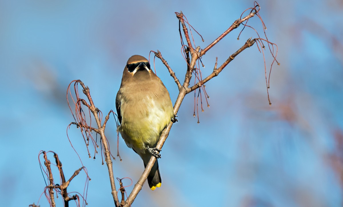 ヒメレンジャク - ML646716479