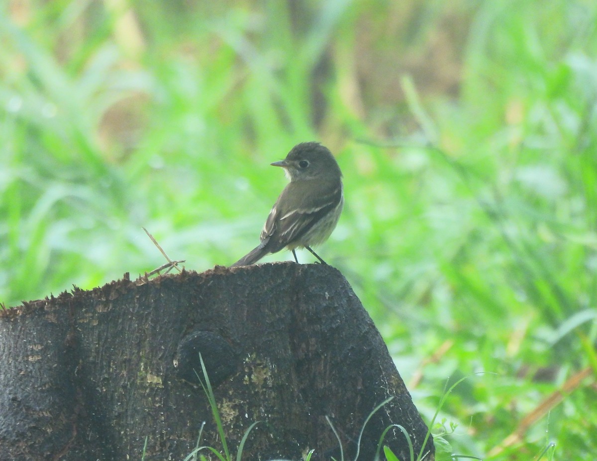 Least Flycatcher - ML646716480