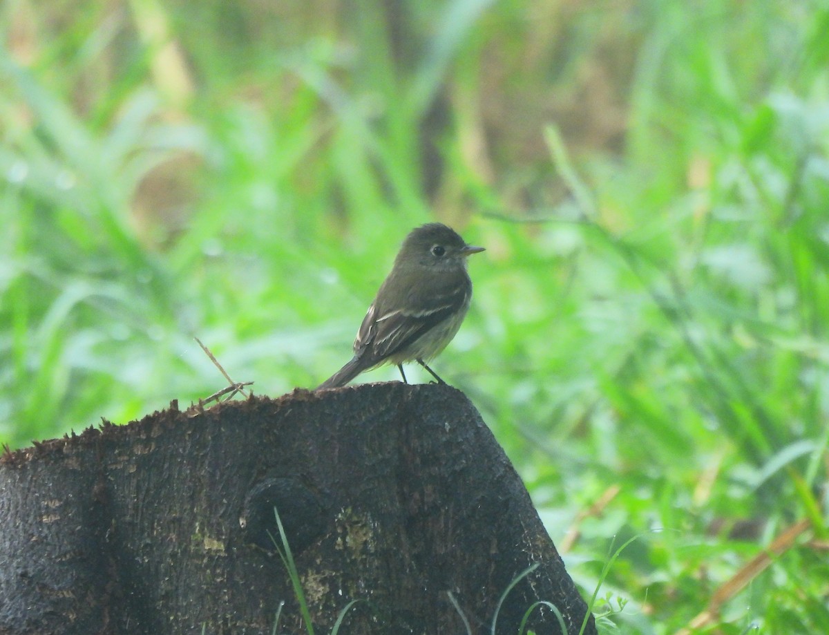 Least Flycatcher - ML646716481
