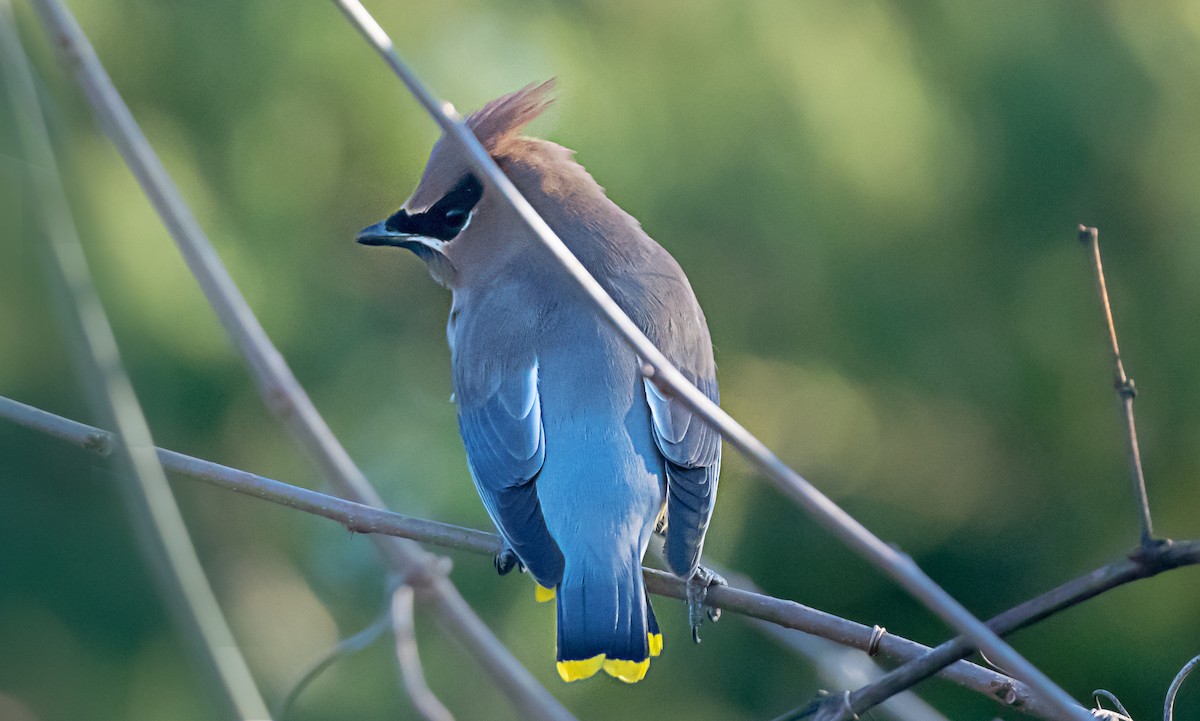 ヒメレンジャク - ML646716482