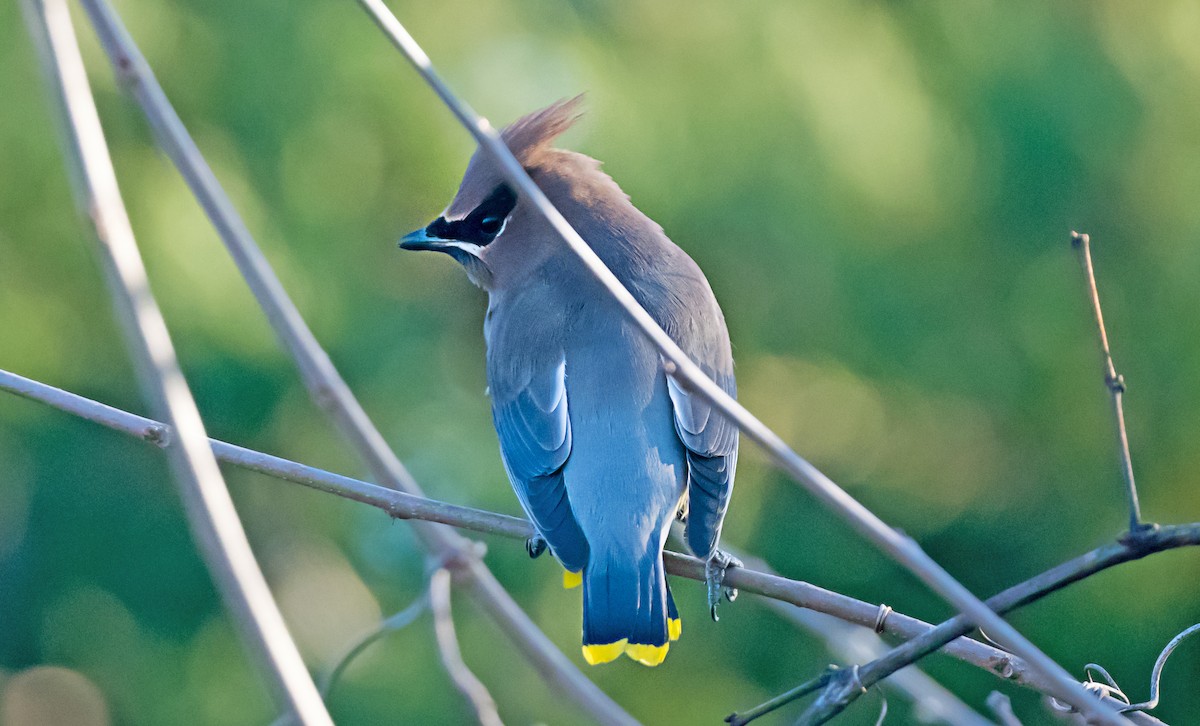 ヒメレンジャク - ML646716483