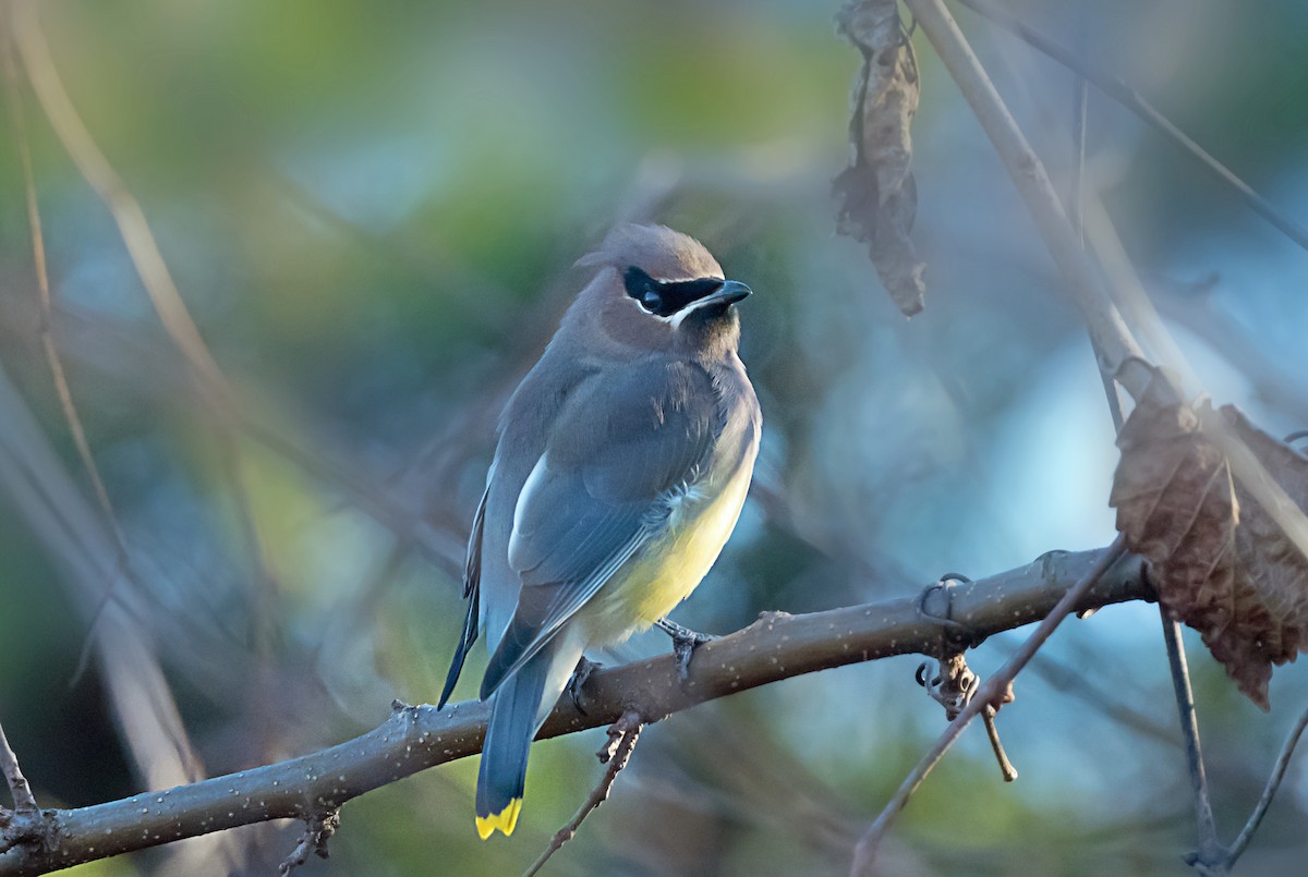 ヒメレンジャク - ML646716484