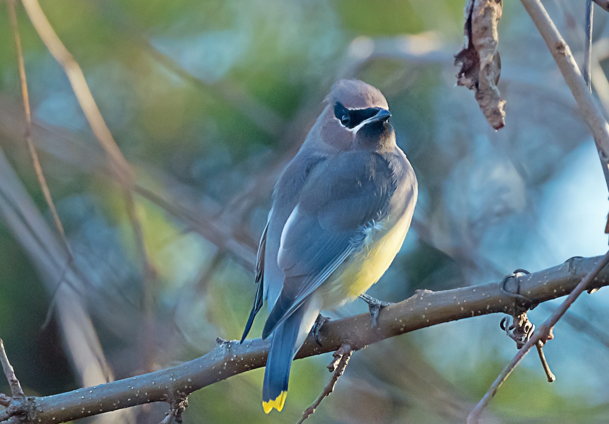 ヒメレンジャク - ML646716485