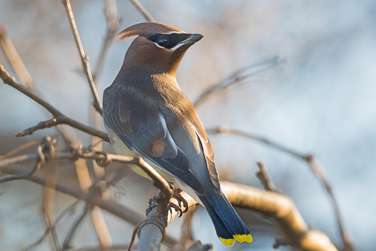 ヒメレンジャク - ML646716486