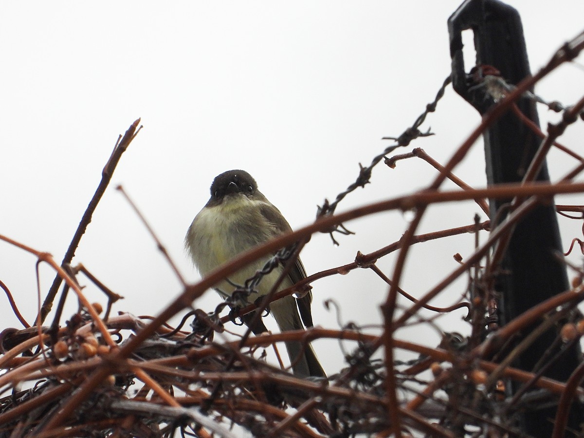 פיבי מזרחית - ML646716487