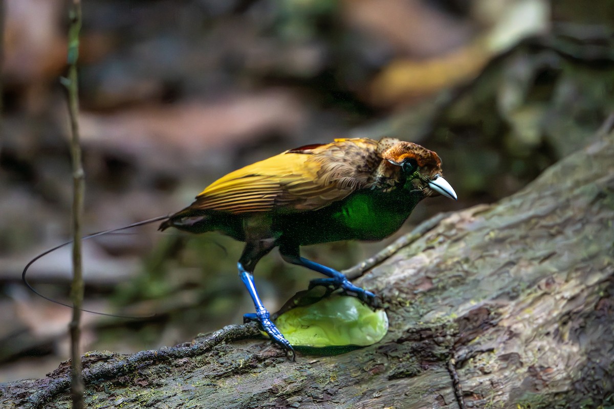 Magnificent Bird-of-Paradise - ML646716491