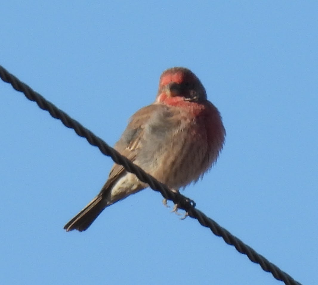 Roselin familier - ML646716493