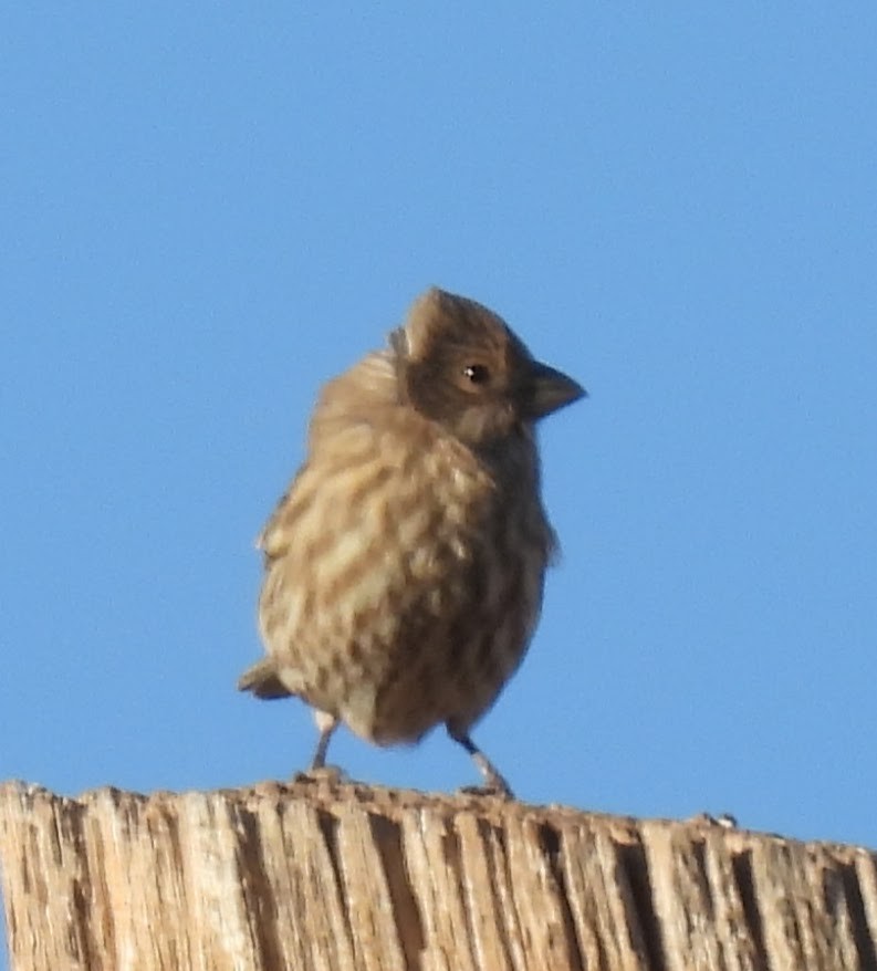 Roselin familier - ML646716494