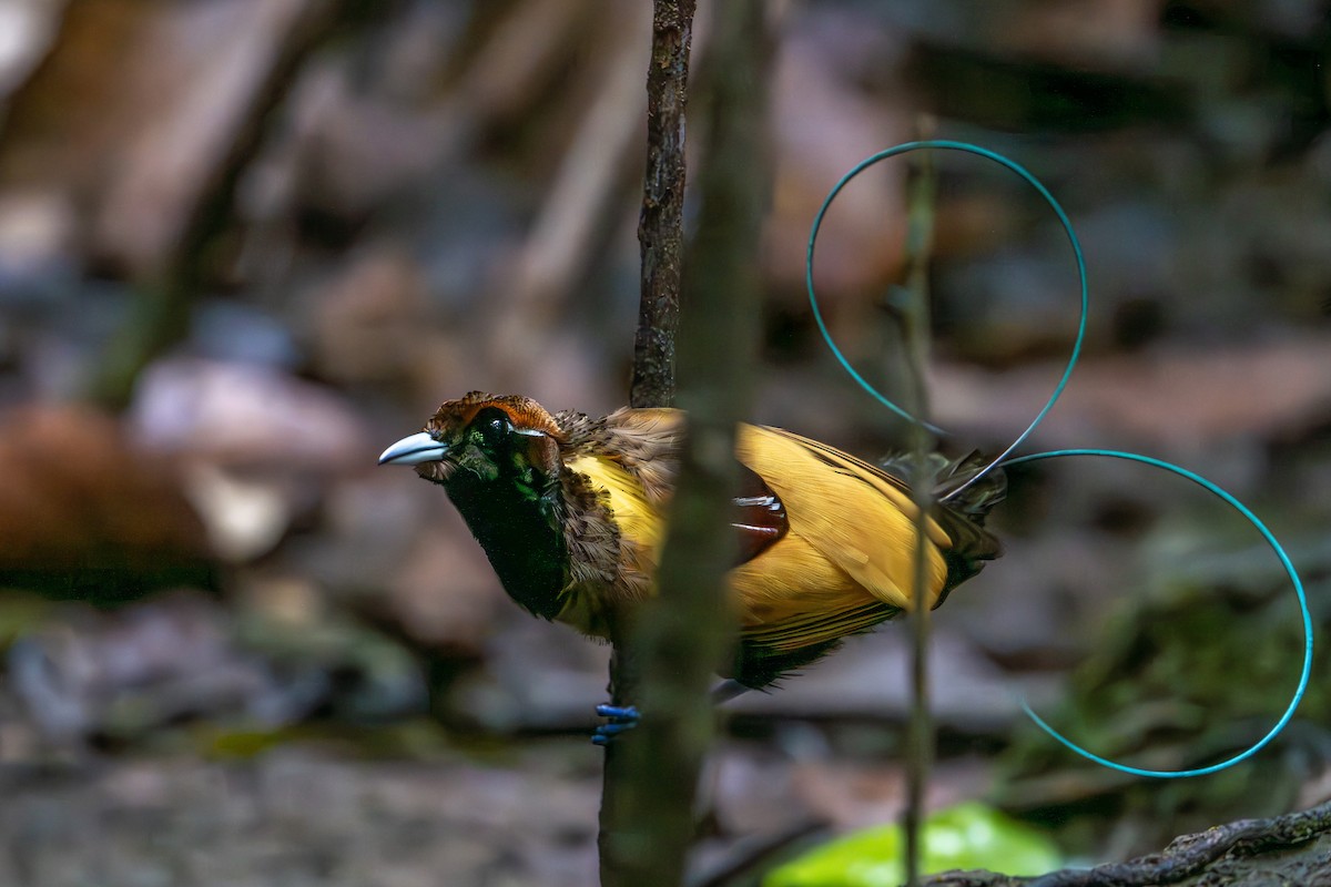 Magnificent Bird-of-Paradise - ML646716495