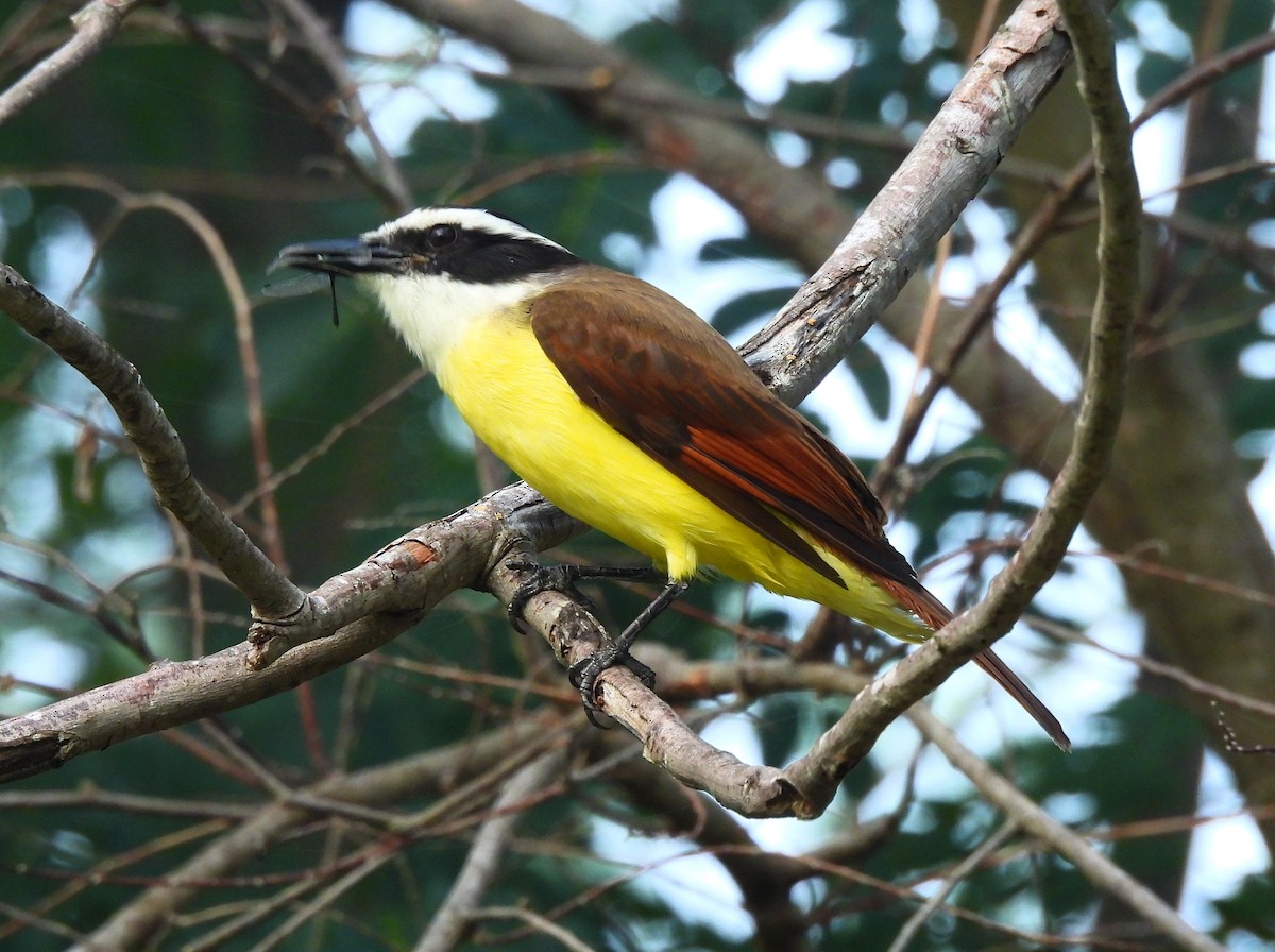 Great Kiskadee - ML646716496
