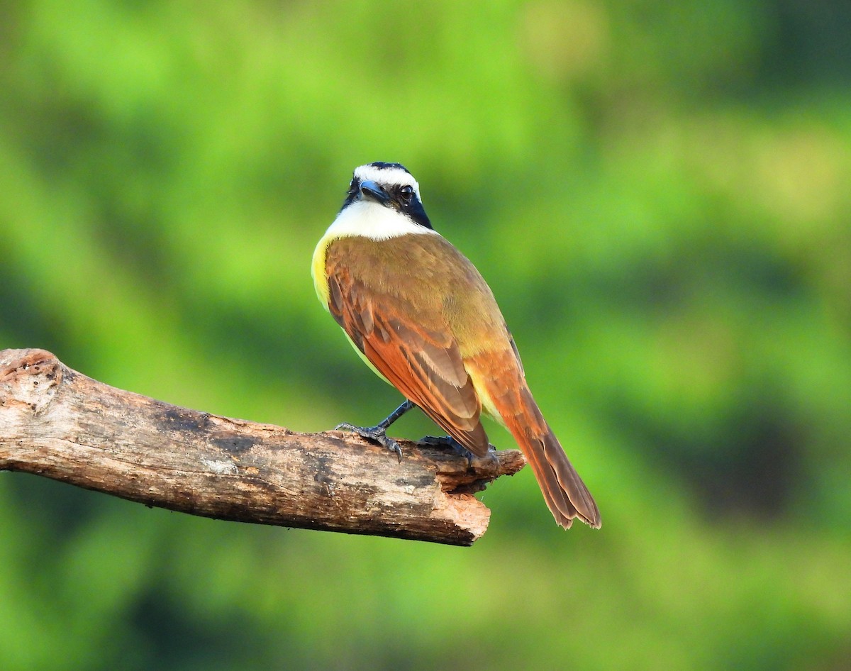 Great Kiskadee - ML646716497