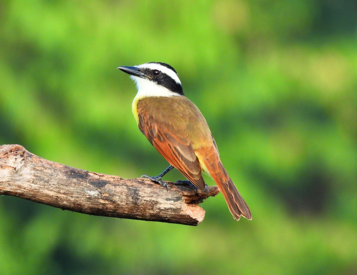 Great Kiskadee - ML646716498