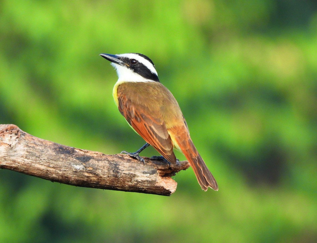 Great Kiskadee - ML646716499