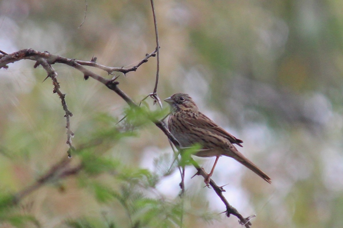 strnadec pruhohlavý - ML646716500