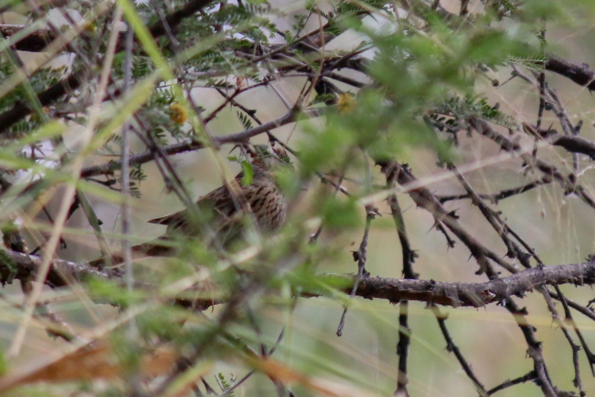 strnadec pruhohlavý - ML646716501