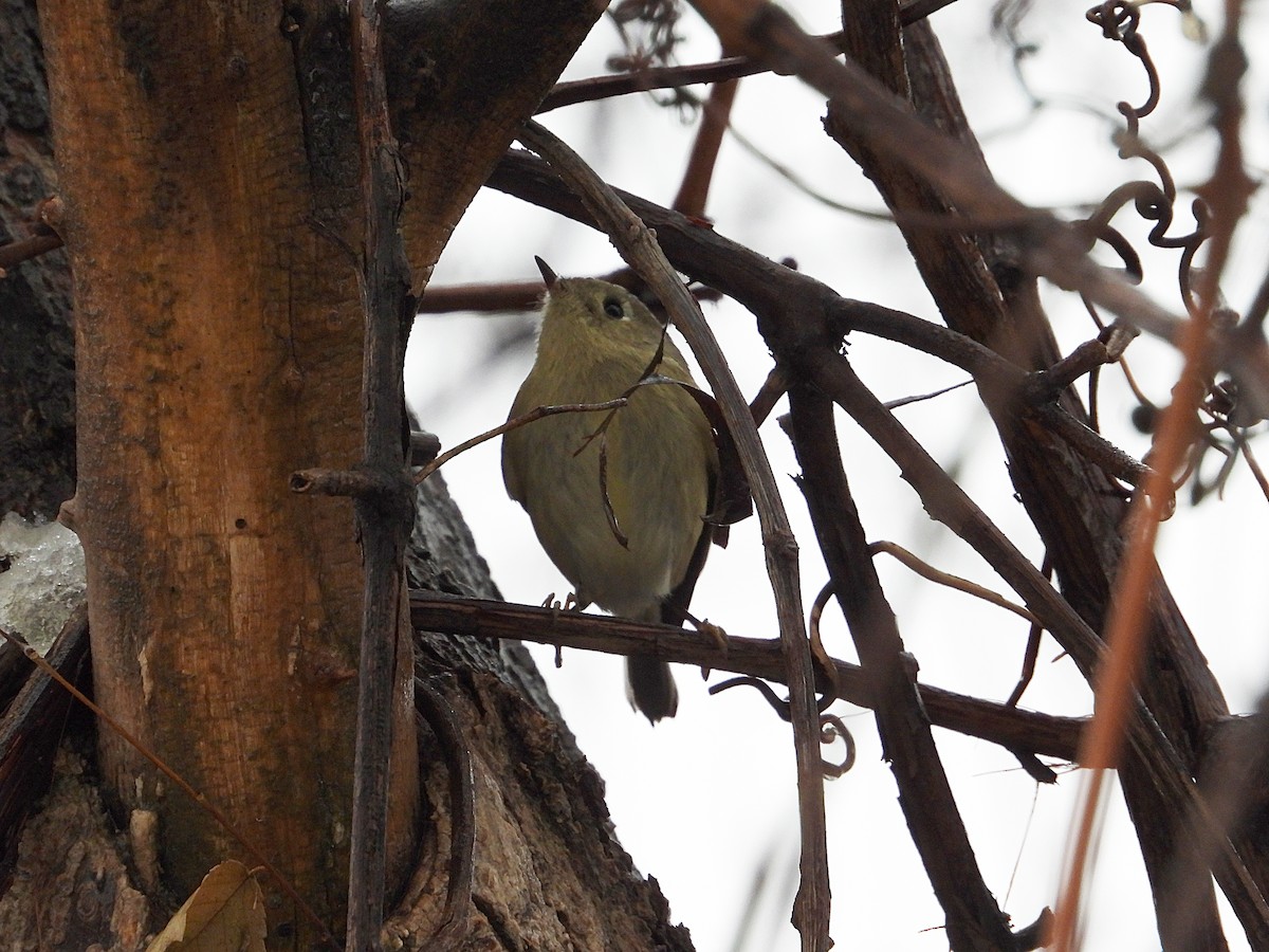 מלכילון אמריקני - ML646716502