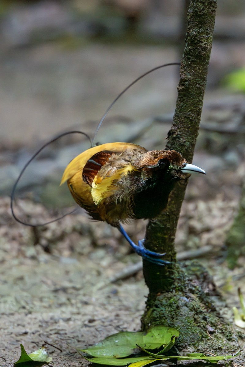 Magnificent Bird-of-Paradise - ML646716505