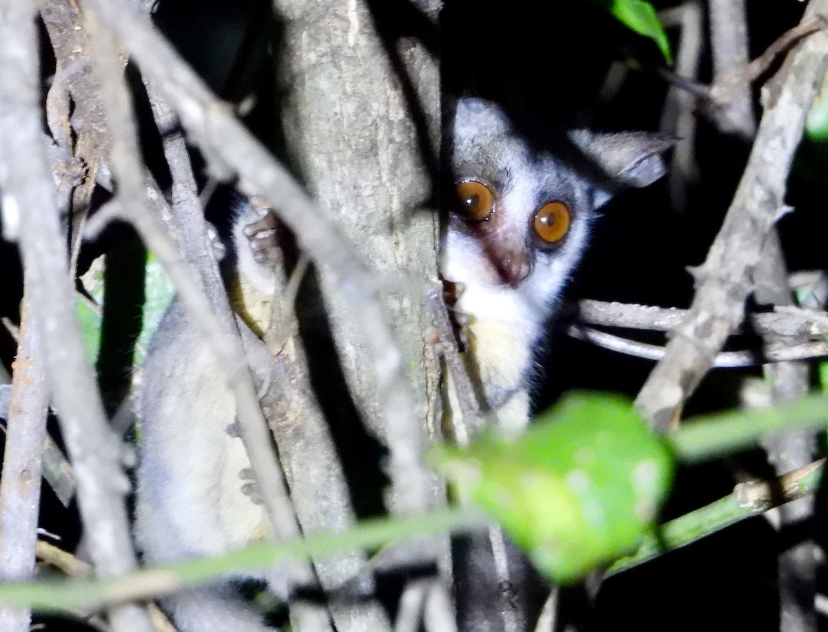 Buschbabys - ML646716506