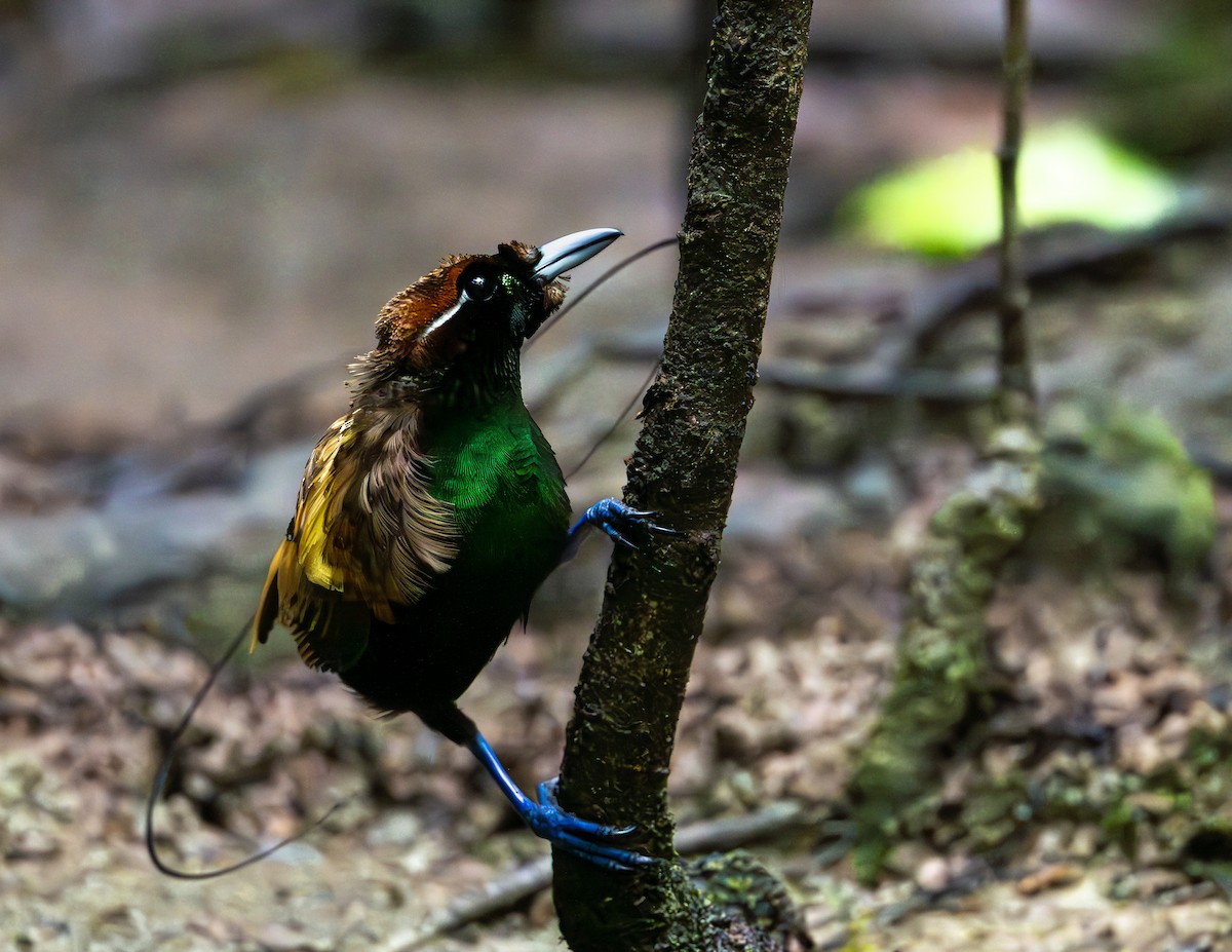 Magnificent Bird-of-Paradise - ML646716507