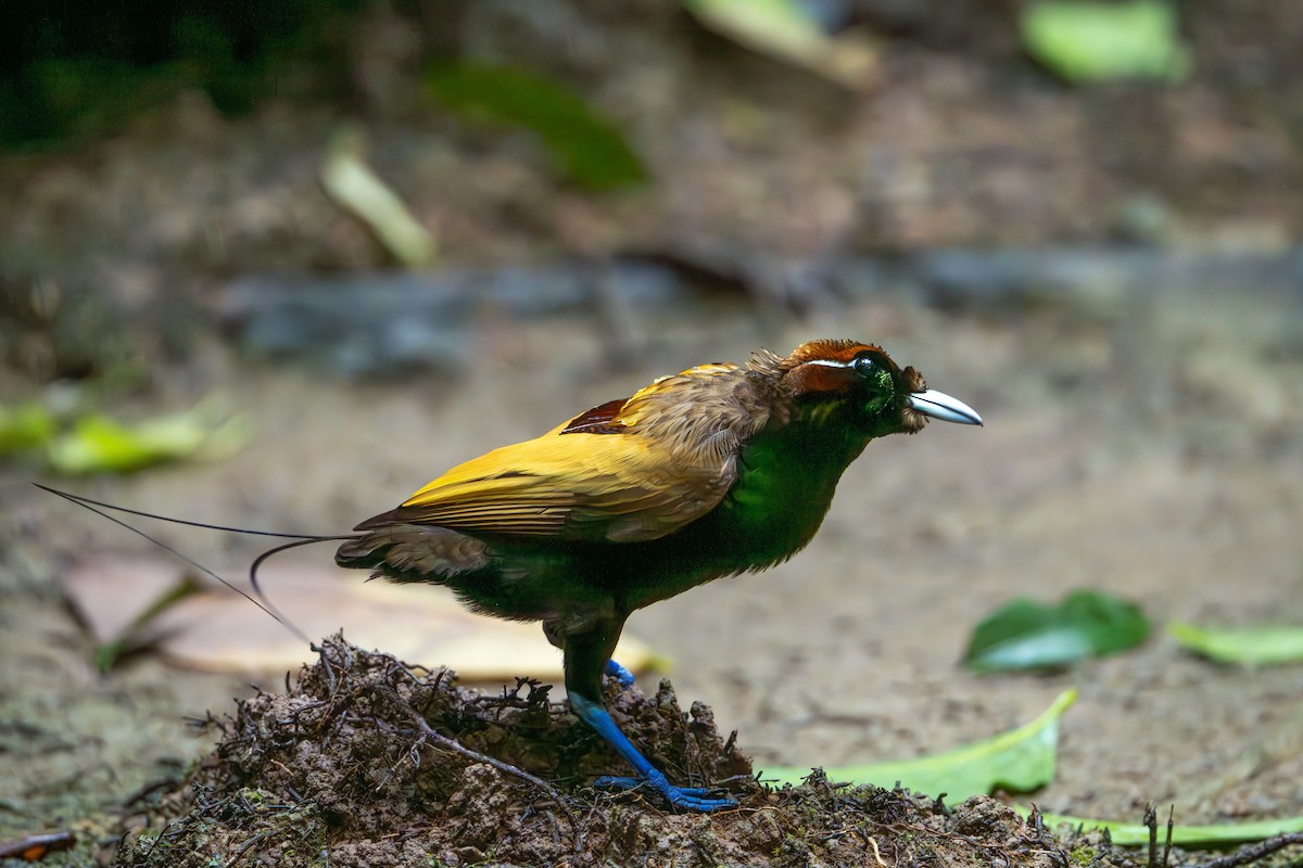 Magnificent Bird-of-Paradise - ML646716509
