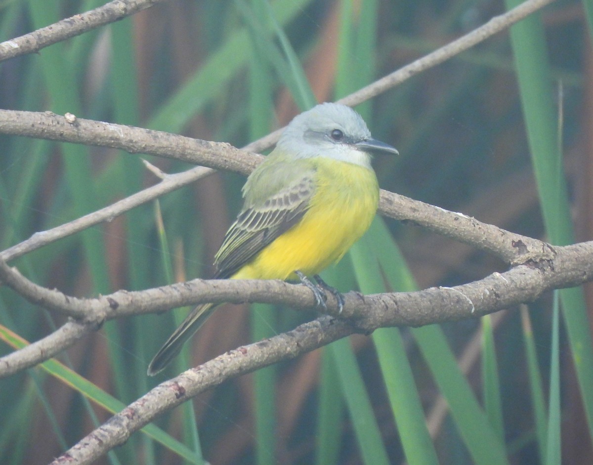 Tropical Kingbird - ML646716510