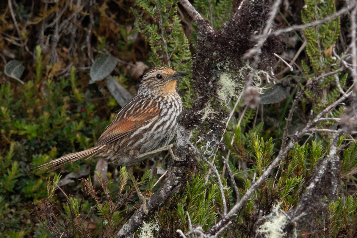 Canastero Flamulado - ML646716511