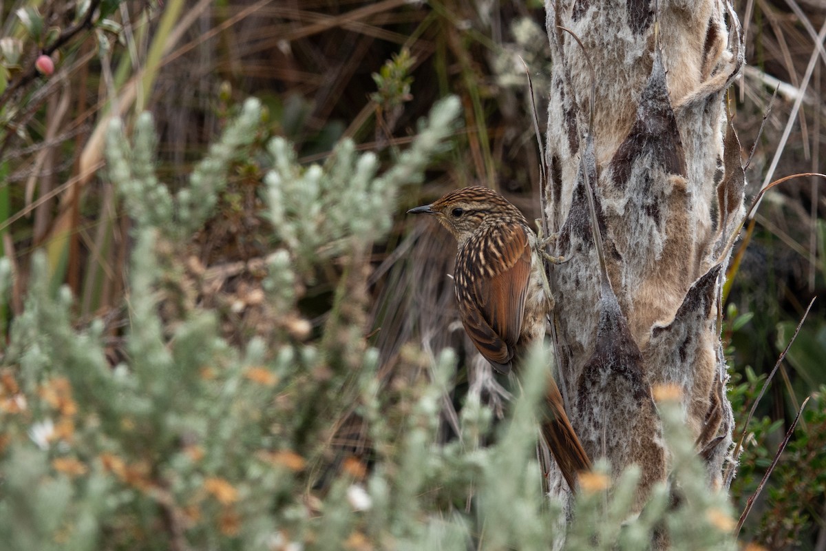 Canastero Flamulado - ML646716512