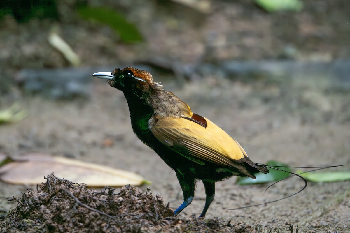 Magnificent Bird-of-Paradise - ML646716514