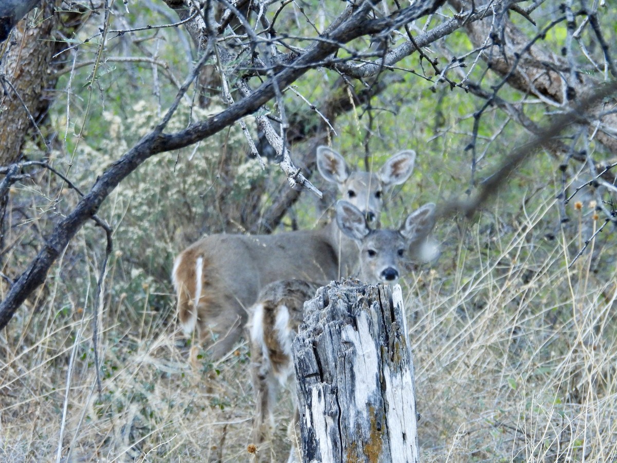 Coues's White-tailed Deer - ML646716515