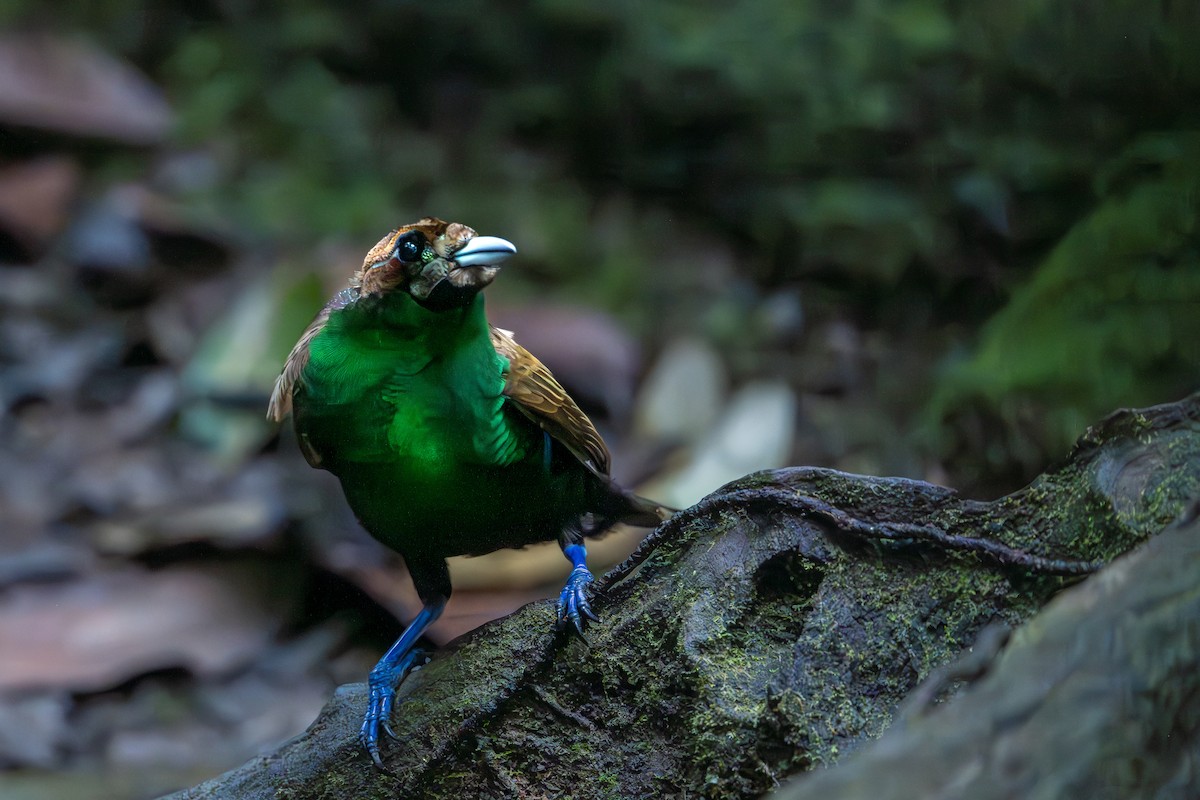 Magnificent Bird-of-Paradise - ML646716516
