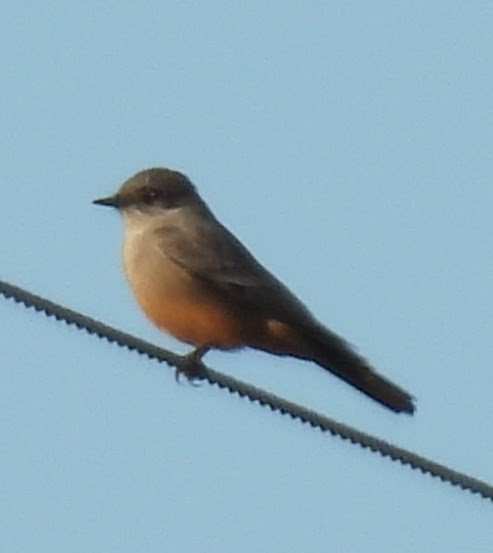 Moucherolle à ventre roux - ML646716519