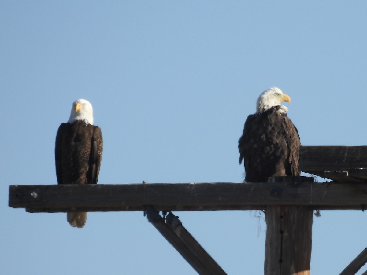 ハクトウワシ - ML646716521