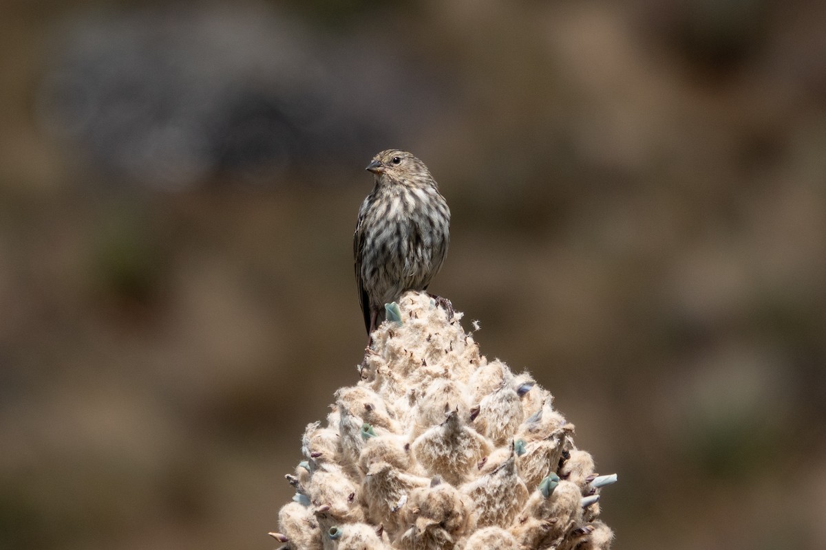 Yal Plomizo - ML646716527