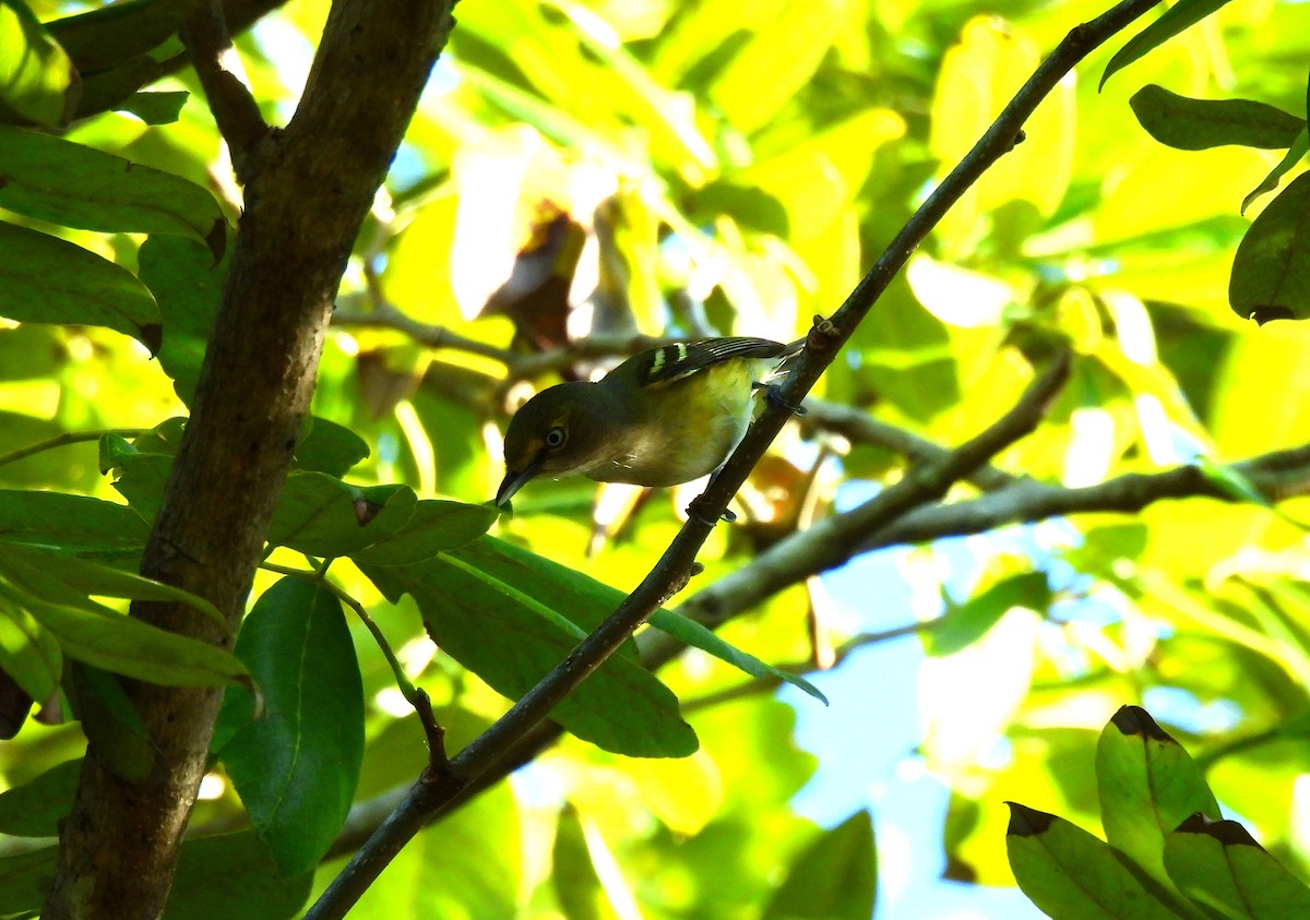 White-eyed Vireo - ML646716531