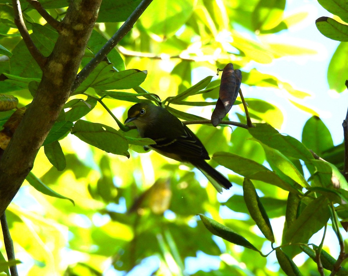 White-eyed Vireo - ML646716532