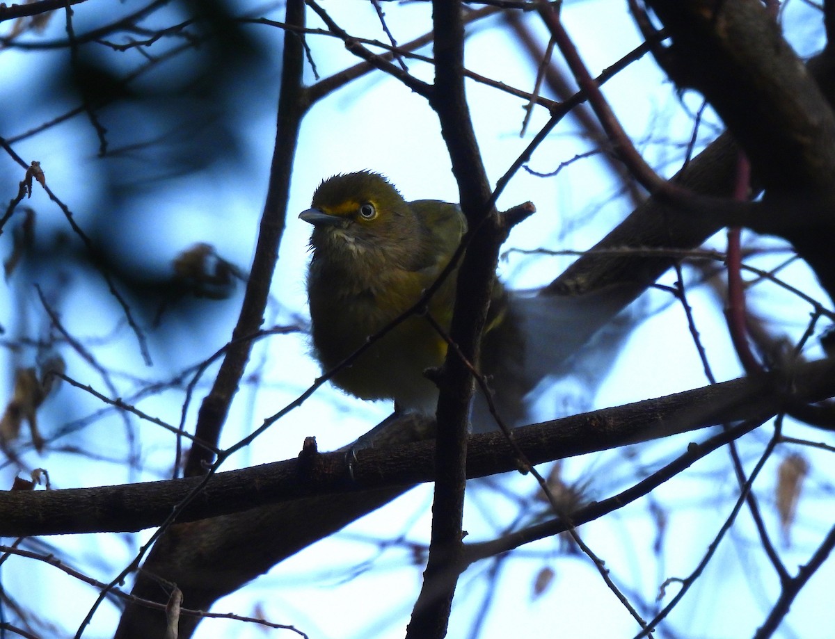 White-eyed Vireo - ML646716533