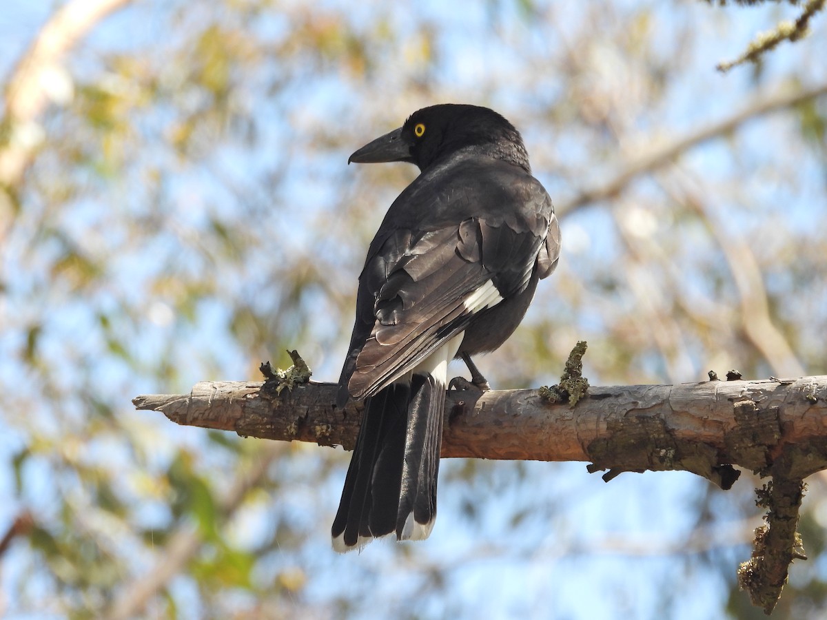 Verdugo Pío - ML646716537