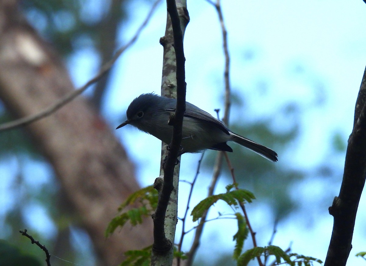 Blue-gray Gnatcatcher - ML646716538
