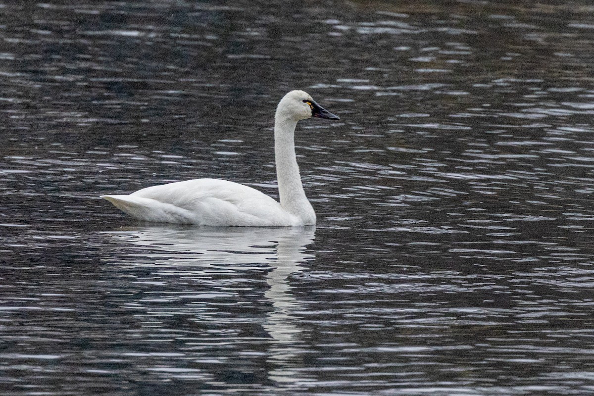 Американский лебедь - ML646716560